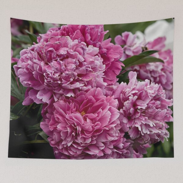 Aperçu de l'œuvre Pivoine rose créée et vendue par Michael Cummings.