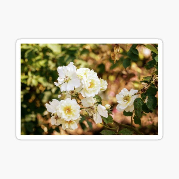 Vintage White Roses In The Garden Sticker