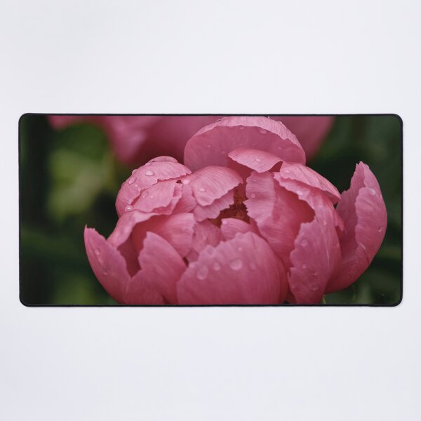 Item preview, Dusty Rose Peony designed and sold by Michael Cummings.