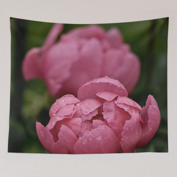 Aperçu de l'œuvre Pivoine rose poussiéreuse créée et vendue par Michael Cummings.