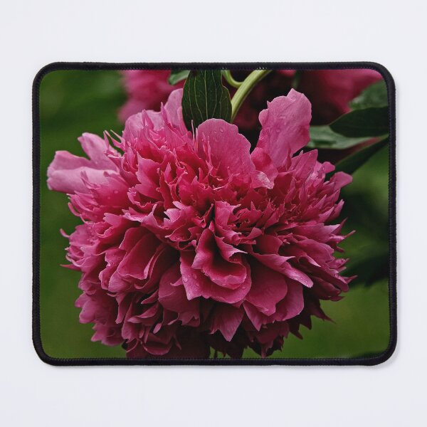 Item preview, Maroon Peony designed and sold by Michael Cummings.