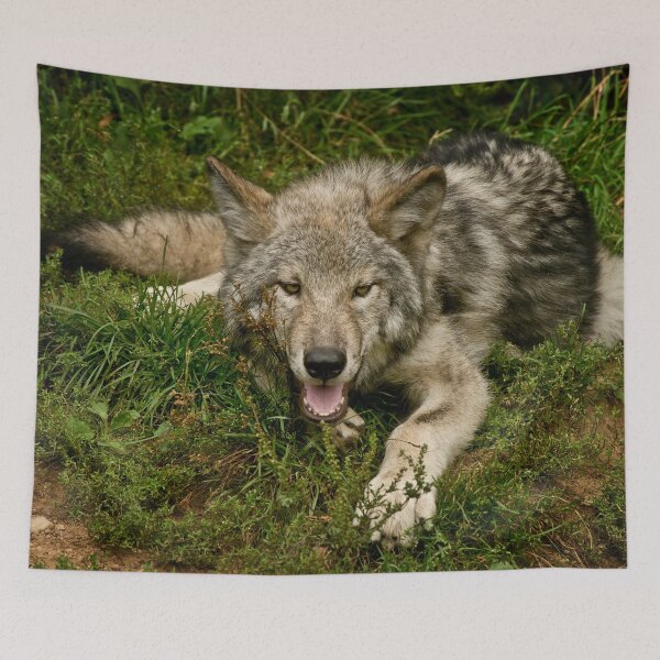 Item preview, Timber Wolf designed and sold by Michael Cummings.