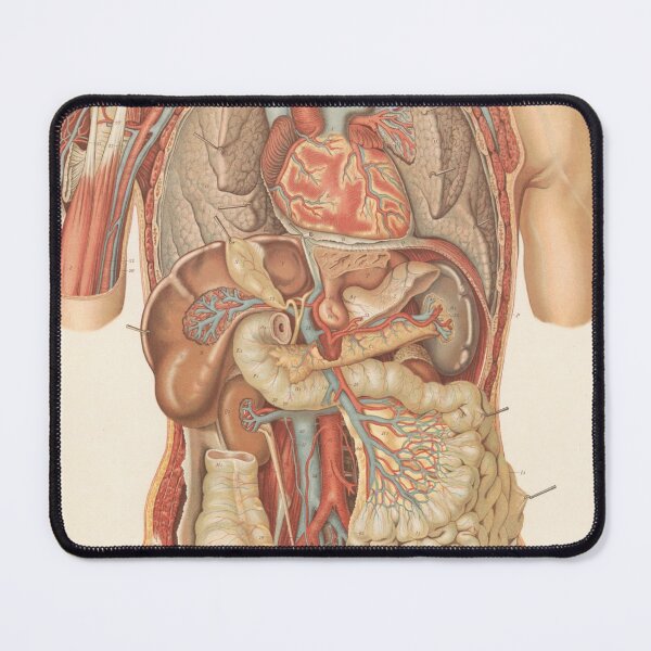 Item preview, Vintage anatomy of the human body designed and sold by portokalis.