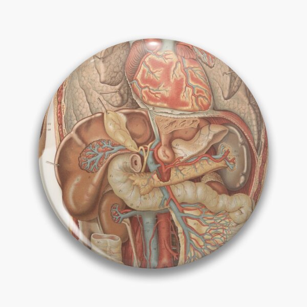 Item preview, Vintage anatomy of the human body designed and sold by portokalis.