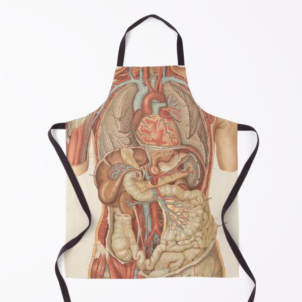 Item preview, Vintage anatomy of the human body designed and sold by portokalis.