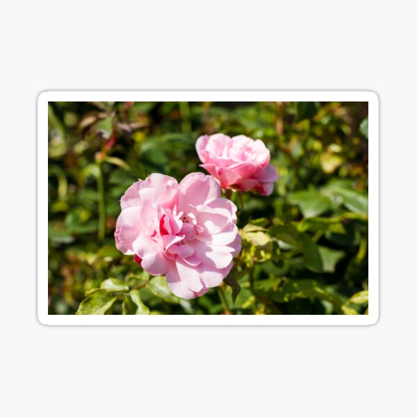 Pink Roses Sticker
