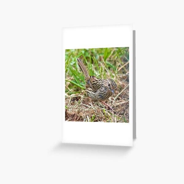 WREN ~ Striated Fieldwren V5dbgUfT by David Irwin Greeting Card