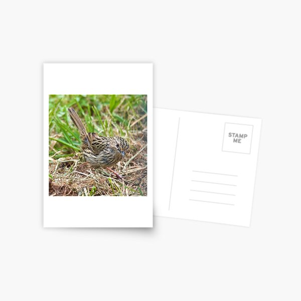 WREN ~ Striated Fieldwren V5dbgUfT by David Irwin Postcard