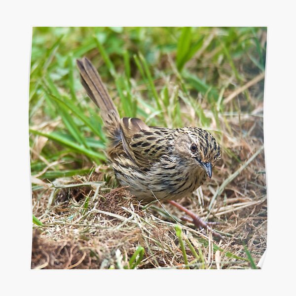 WREN ~ Striated Fieldwren by David Irwin Poster