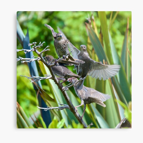 EXOTIC ~ EUROPEAN ~ Common Starling by David Irwin Metal Print