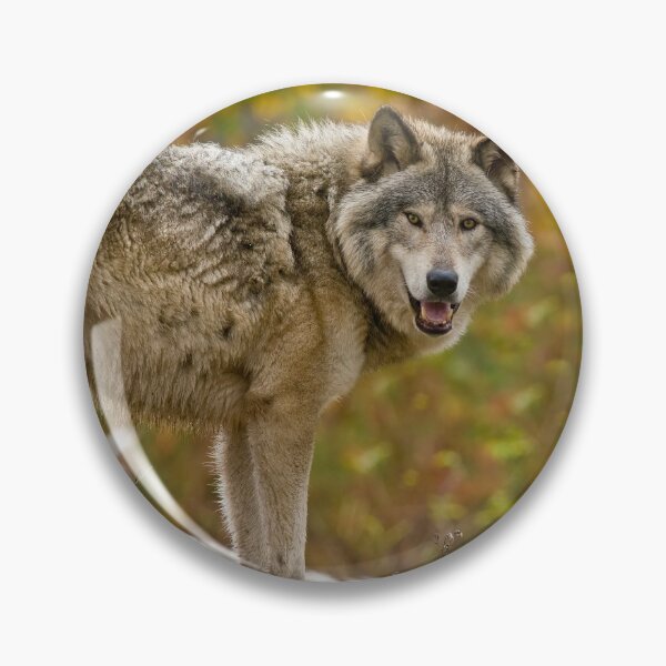 Artikelvorschau, Grauer Wolf entworfen und verkauft von Michael Cummings.