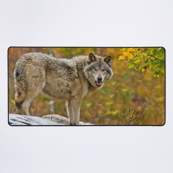 Item preview, Gray Wolf designed and sold by Michael Cummings.