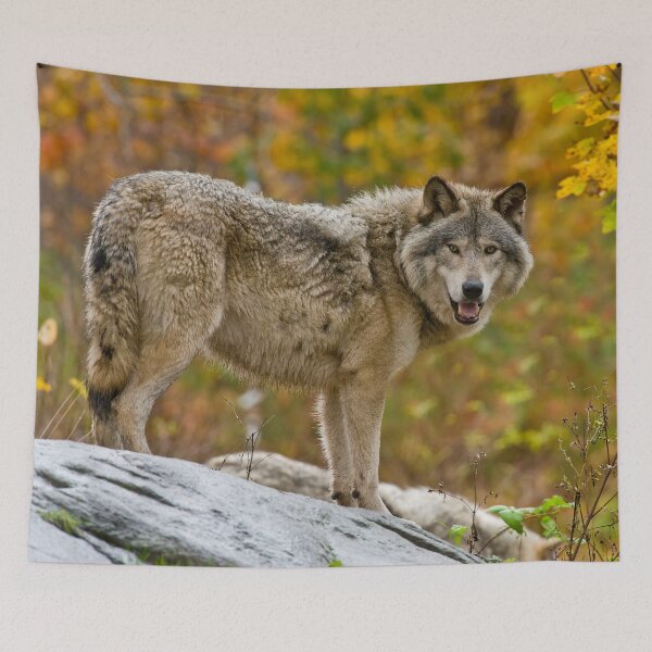 Item preview, Gray Wolf designed and sold by Michael Cummings.