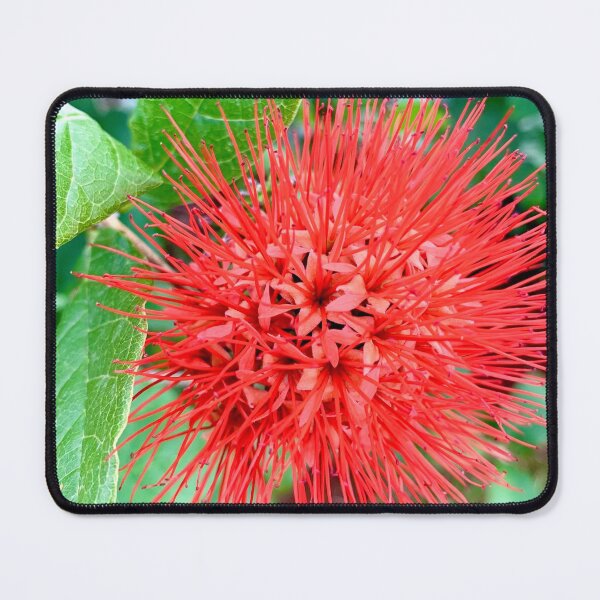Item preview, Red Bottle Brush Flower designed and sold by HONESTmerch-.