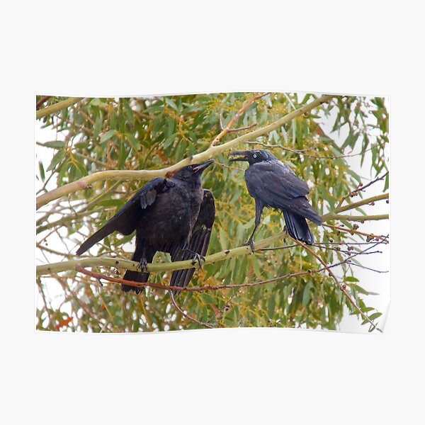RAVEN ~ Forest Raven by David Irwin Poster