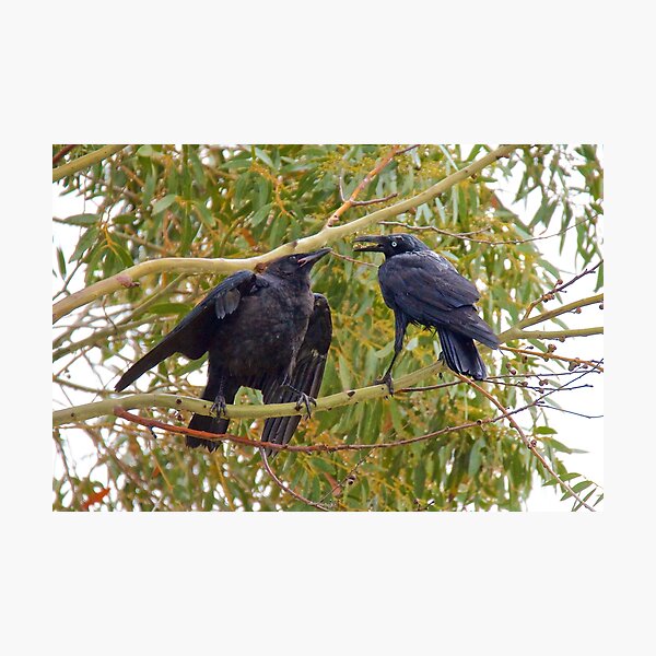 RAVEN ~ Forest Raven 29TYEFUX by David Irwin Photographic Print