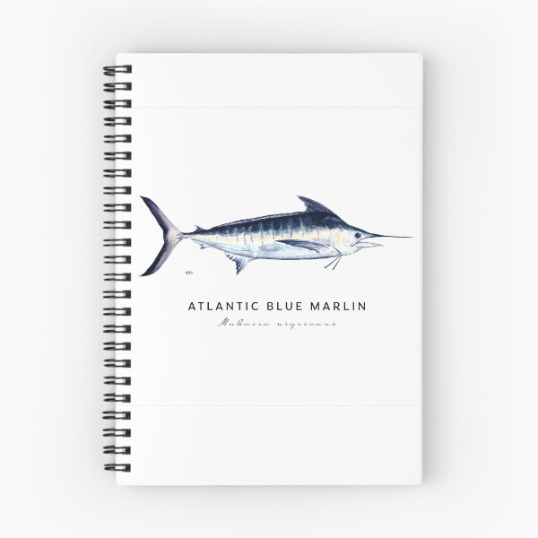 Item preview, Atlantic Blue Marlin Scientific Illustration, Watercolor, Fish, Ocean fish, billfish designed and sold by Melissa  MacMichael Art + Design.