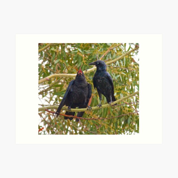 RAVEN ~ Forest Raven by David Irwin Art Print