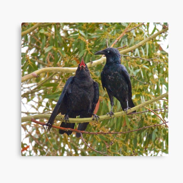 RAVEN ~ Forest Raven J4EJAFU5 by David Irwin Canvas Print