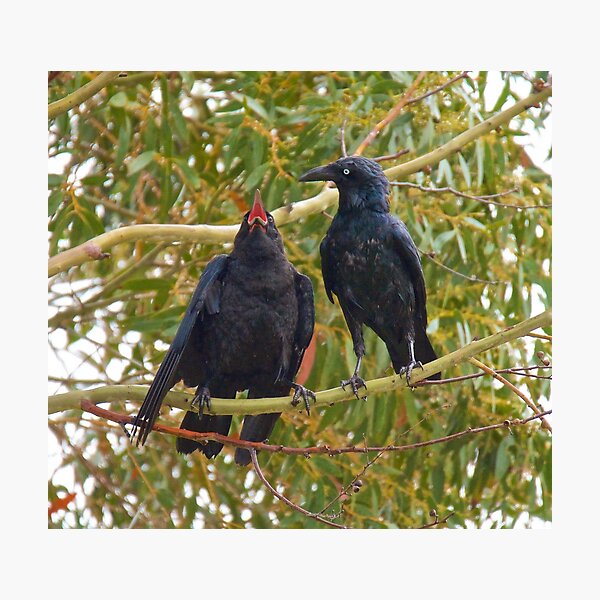 RAVEN ~ Forest Raven J4EJAFU5 by David Irwin Photographic Print