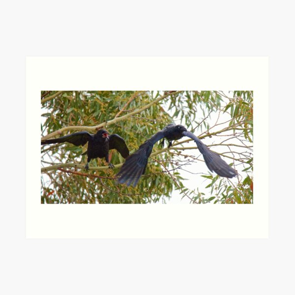RAVEN ~ Forest Raven by David Irwin Art Print