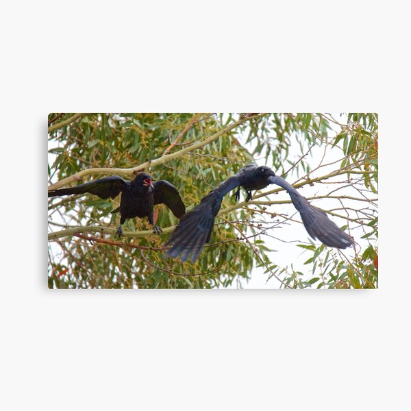 RAVEN ~ Forest Raven UPELSVG5 by David Irwin Canvas Print