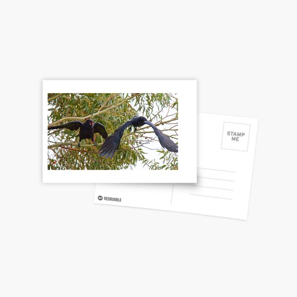 RAVEN ~ Forest Raven UPELSVG5 by David Irwin Postcard