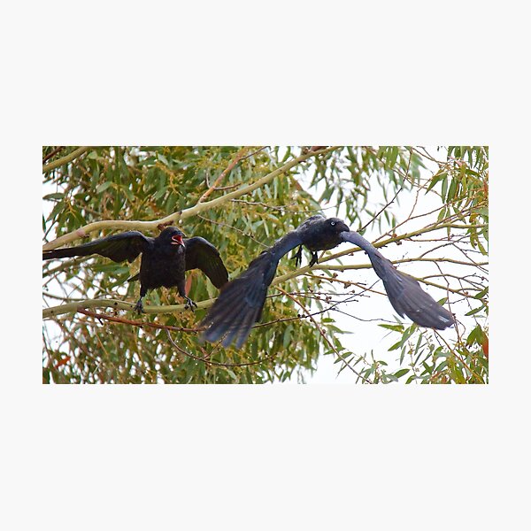 RAVEN ~ Forest Raven UPELSVG5 by David Irwin Photographic Print