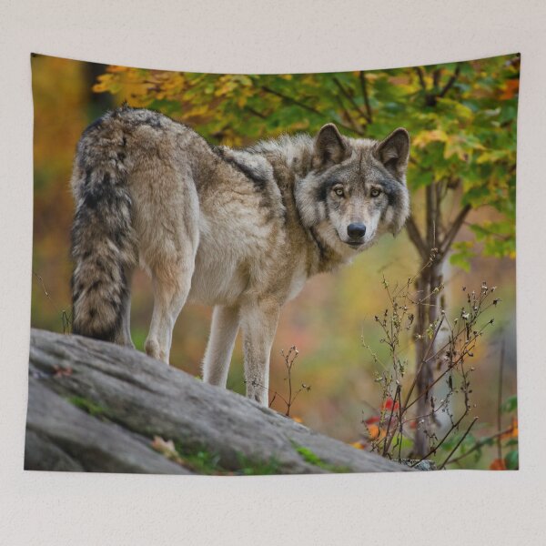 Item preview, Timber Wolf designed and sold by Michael Cummings.