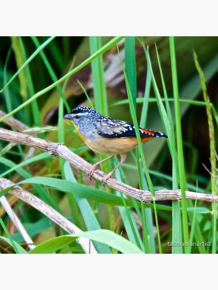 Thumbnail 2 of 2, Postcard, PARDALOTE ~ Spotted Pardalote BcSMCG5F by David Irwin designed and sold by tasmanianartist.