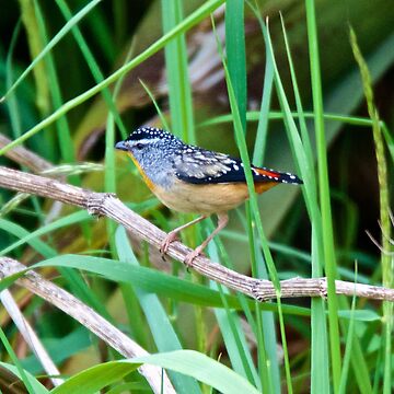 Artwork thumbnail, PARDALOTE ~ Spotted Pardalote BcSMCG5F by David Irwin by tasmanianartist
