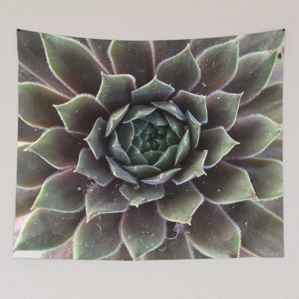 Item preview, Sempervivum from A Gardener's Notebook designed and sold by Douglas E. Welch Design and Photography.