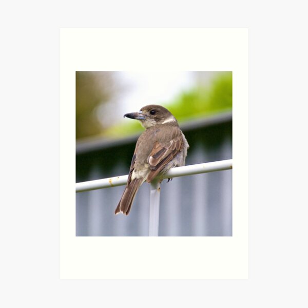 ARTAMIDAE ~ Grey Butcherbird C25KVVAU by David Irwin Art Print