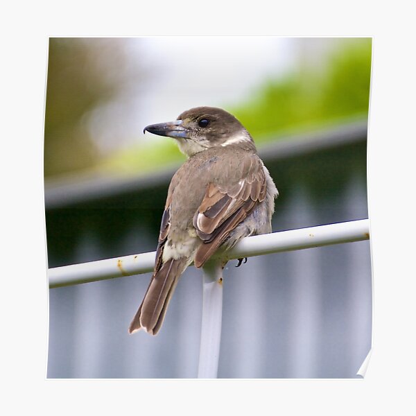 ARTAMIDAE ~ Grey Butcherbird C25KVVAU by David Irwin Poster