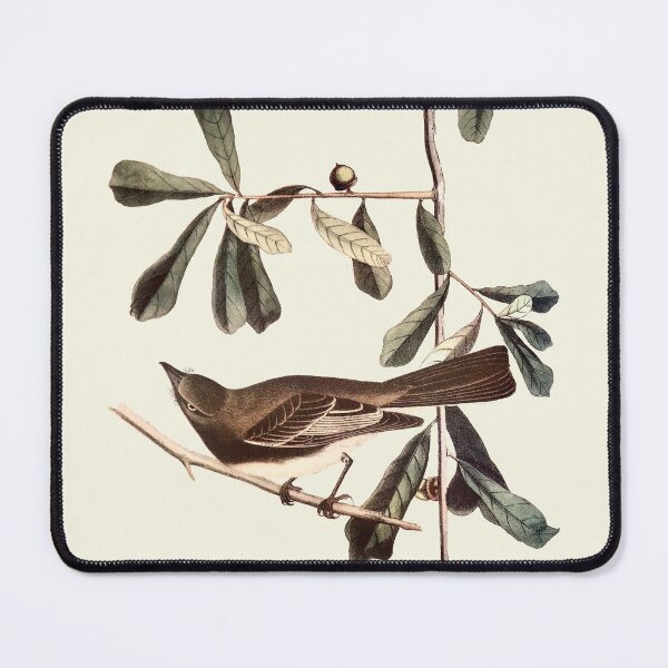 Item preview, Black Phoebe - Audubon designed and sold by sanerevolution.