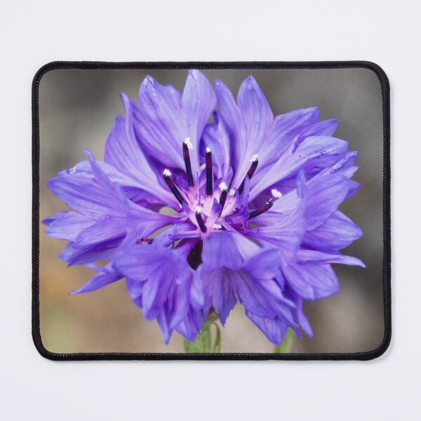 Item preview, Beautiful Wild Violet Cornflower designed and sold by KsbAesthetics.