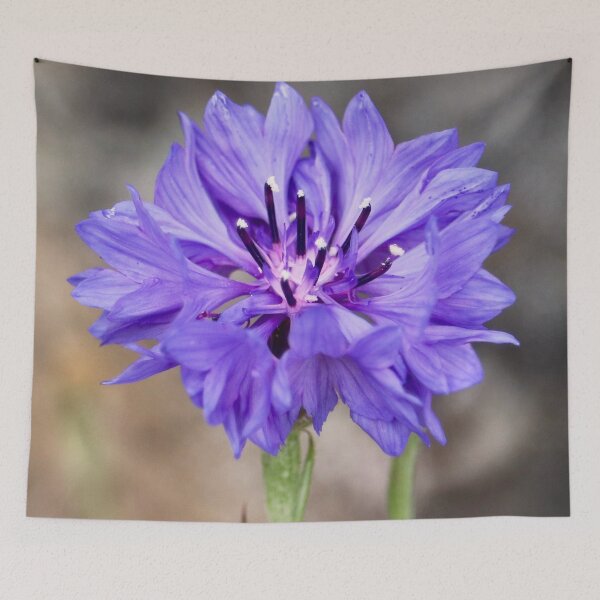 Item preview, Beautiful Wild Violet Cornflower designed and sold by KsbAesthetics.