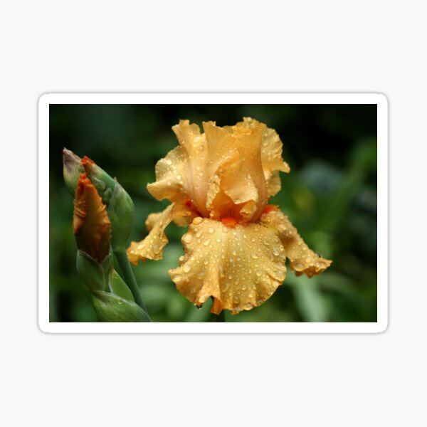 Item preview, Rain Kissed Pure Orange Iris designed and sold by Debbie Oppermann.