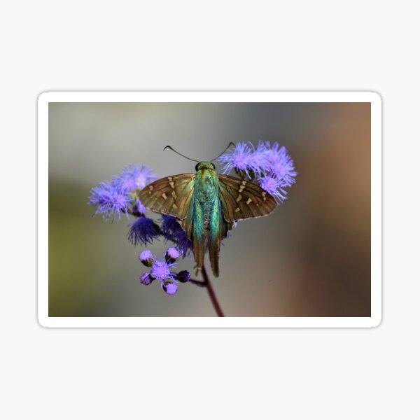Long tailed skipper on blue mistflower Sticker