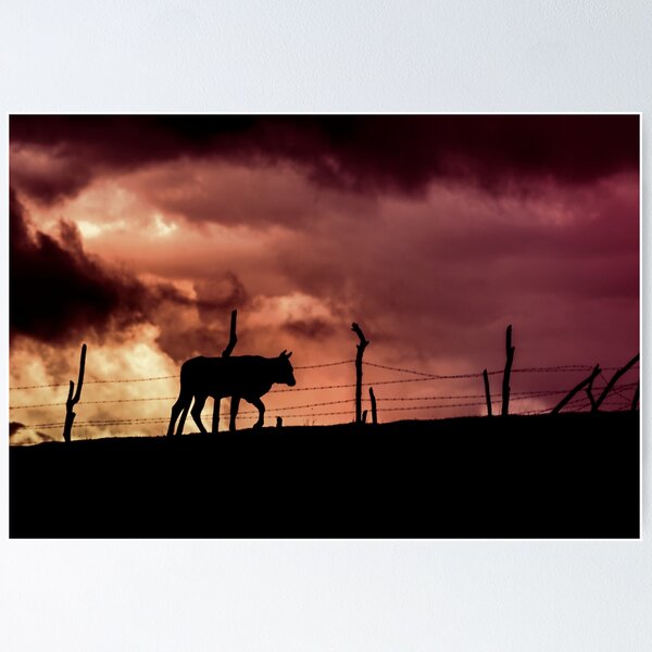 Artikelvorschau, Silhouette eines Stiers in einem Sonnenuntergang entworfen und verkauft von Javier Narváez Solarte.
