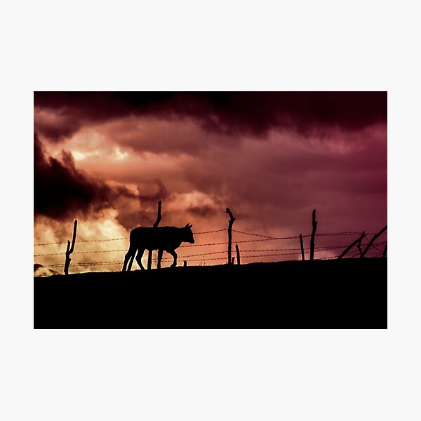 Item preview, Silhouette of a bull in a sunset designed and sold by Javier Narváez Solarte.
