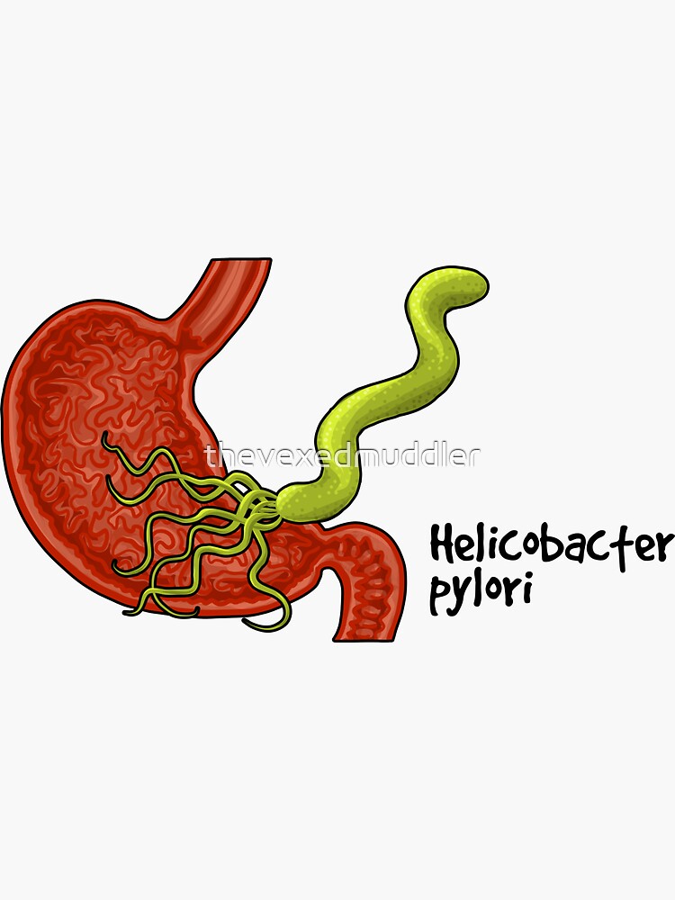 Helicobacter pylori by thevexedmuddler