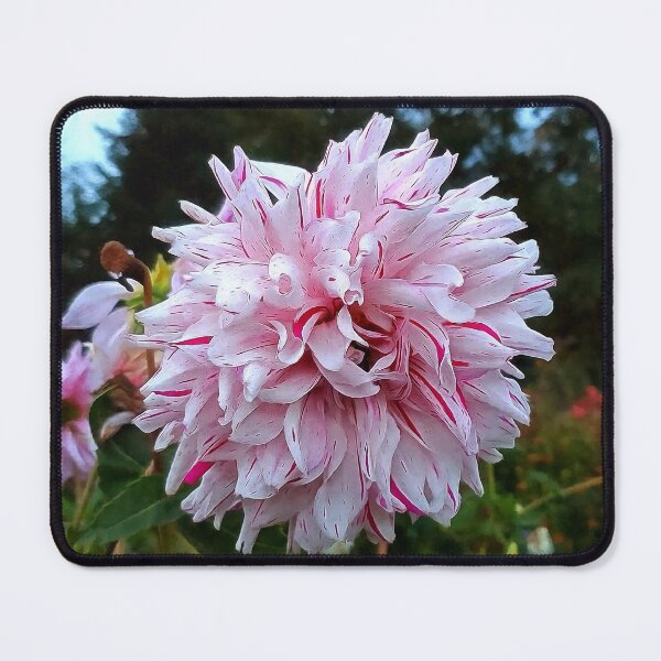 Item preview, Red and White Candy Cane Striped Dahlia designed and sold by SeaChangeDesign.