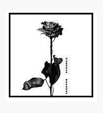 Blackbear Photographic Print
