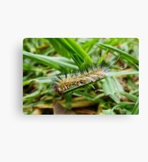 Little Spike Canvas Print