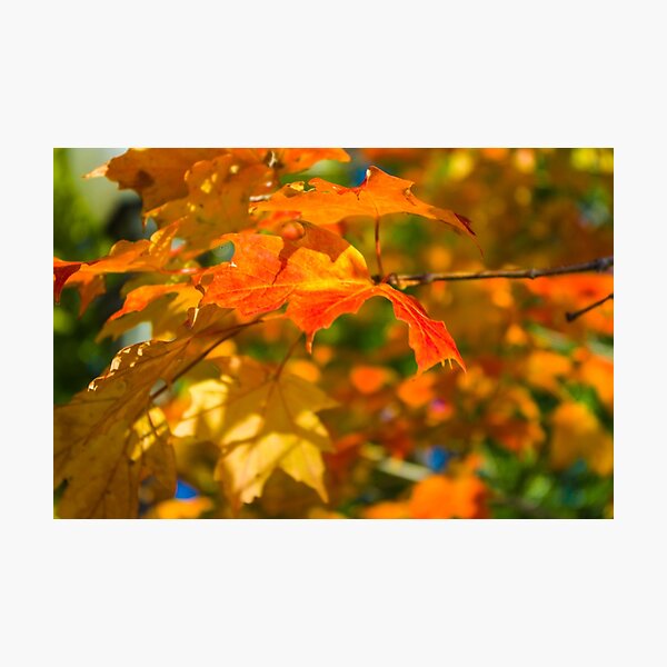 Item preview, Fall is here designed and sold by Maia Howell.