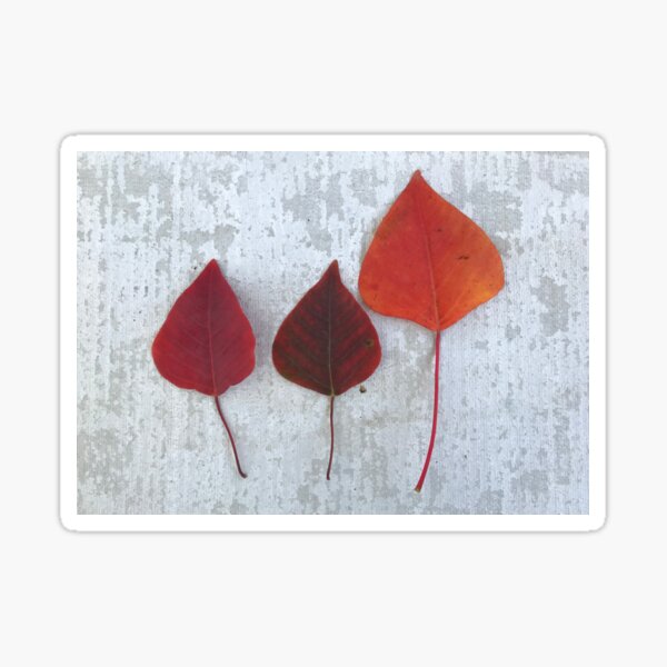 Red leaves  Sticker