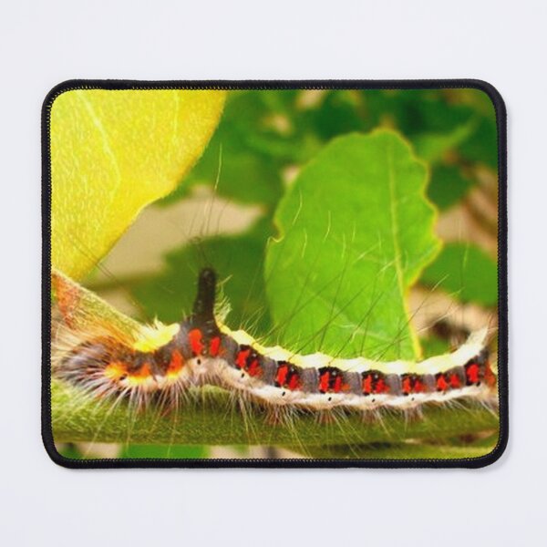 Item preview, Acronicta psi caterpillar designed and sold by angel1.