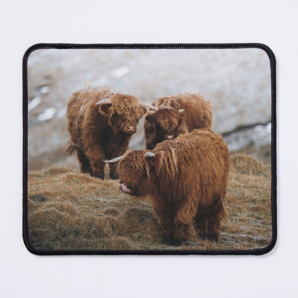 Item preview, Highland Cow - Scottish highland calves designed and sold by anass002.