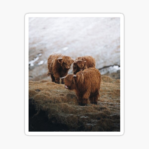 Item preview, Highland Cow - Scottish highland calves designed and sold by anass002.